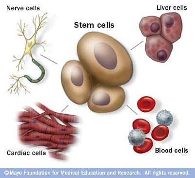 , Stem Cells